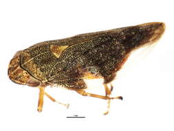 Image of European Alder Spittlebug