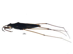 Image of Gerris insperatus Drake & Hottes 1925