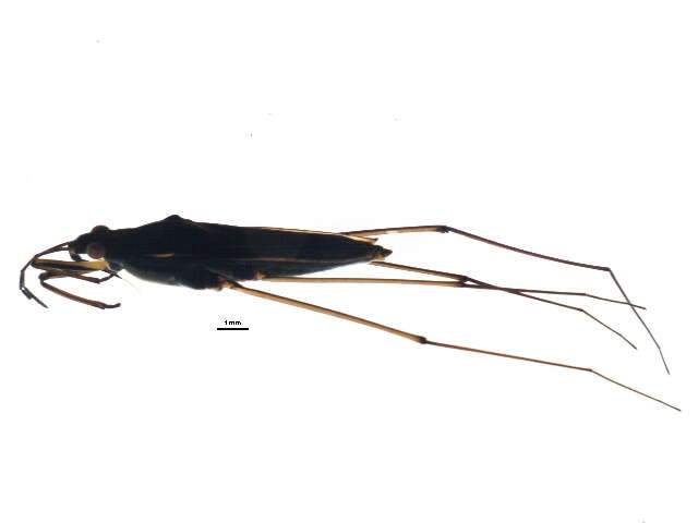 Image of Gerris insperatus Drake & Hottes 1925