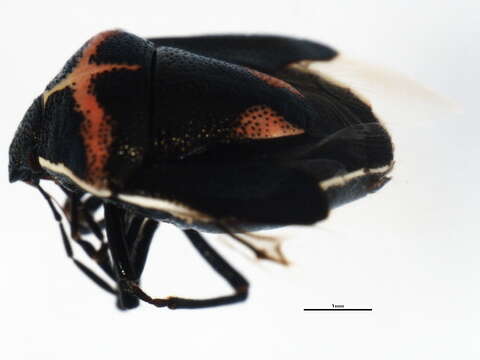 Image of Twice-stabbed Stink Bug