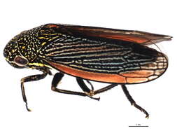 Image of Cuerna striata