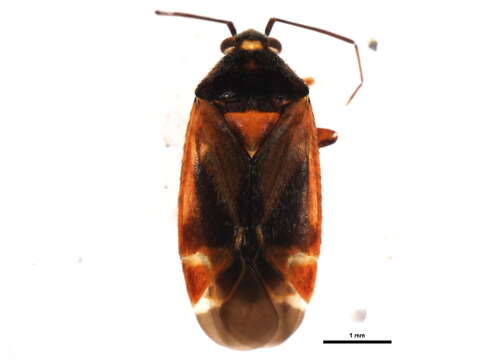 Image of Psallus montanus Josifov 1973