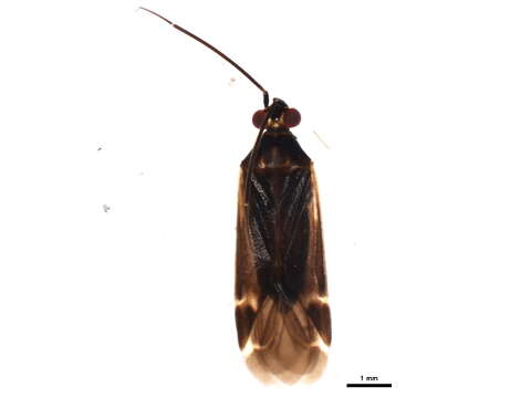 Image of Orthotylus necopinus Van Duzee 1916