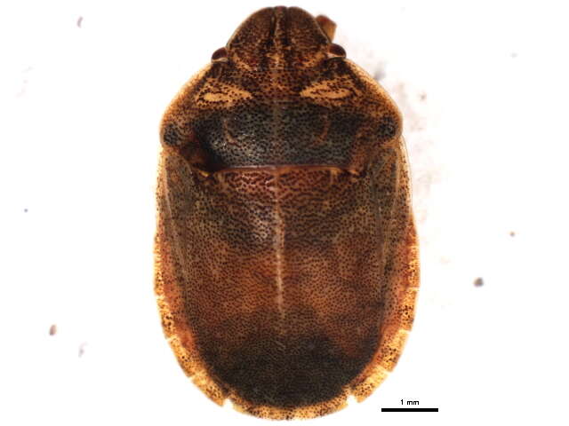 Image of Eurygaster alternata (Say 1828)