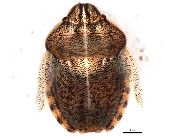 Image of Eurygaster alternata (Say 1828)