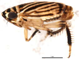 Image of <i>Anoscopus flavostriatus</i>