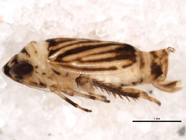 Image of <i>Anoscopus flavostriatus</i>