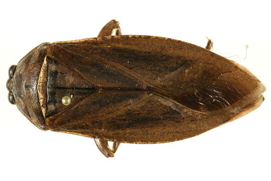 Image of Giant Water Bug