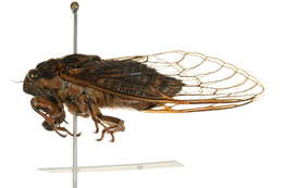 Image of Say's Cicada