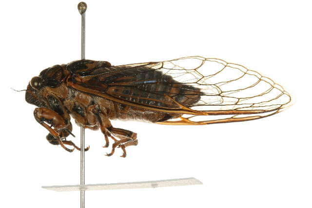 Image of Say's Cicada