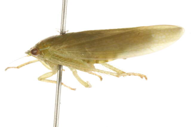 Image of Gyponana praelonga