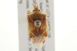 Image of Red-Cross Shield Bug