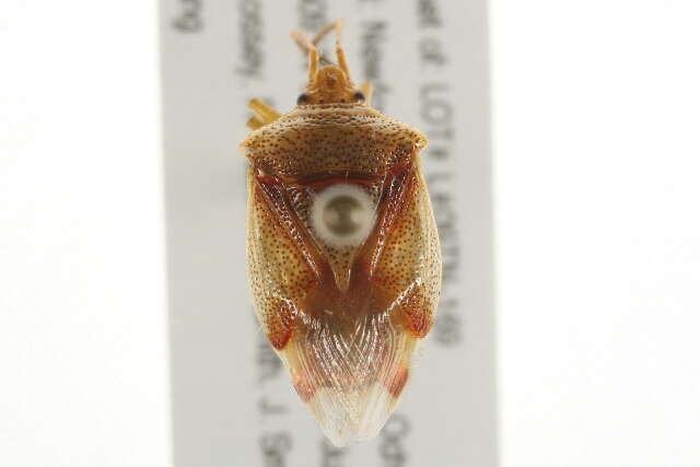 Image of Red-Cross Shield Bug