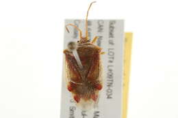 Image of Red-Cross Shield Bug