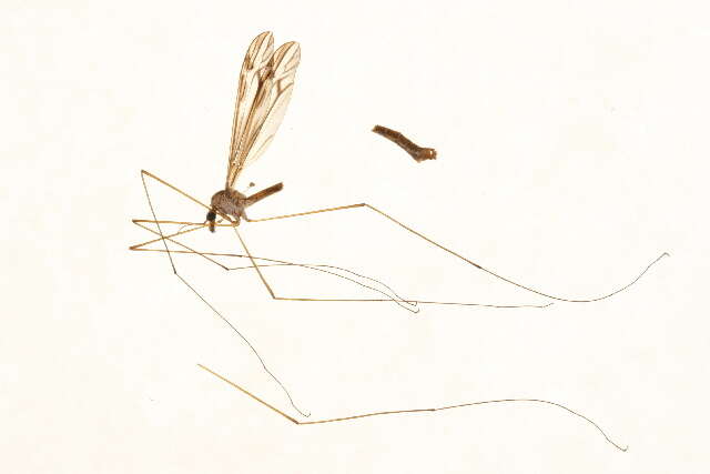 Image of Tipula (Yamatotipula) furca Walker 1848