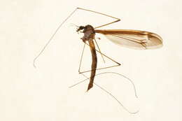 Image of Tipula (Yamatotipula) tricolor Fabricius 1775