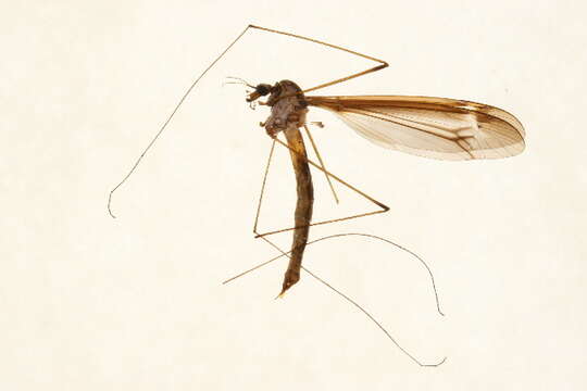 Image of Tipula (Yamatotipula) tricolor Fabricius 1775