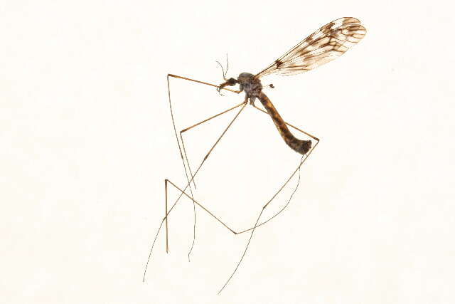 Image of Tipula (Pterelachisus) trivittata Say 1823