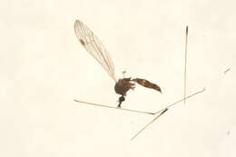 Image of Helius (Helius) flavipes (Macquart 1855)