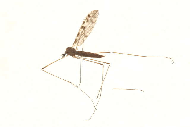 Image of Rhipidia (Rhipidia) maculata Meigen 1818