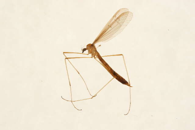 Image of Tricyphona (Tricyphona) inconstans (Osten Sacken 1860)