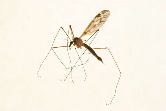 Image of Tipula (Beringotipula) coloradensis Doane 1911