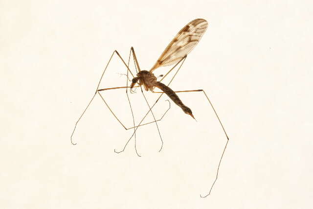 Image of Tipula (Beringotipula) coloradensis Doane 1911