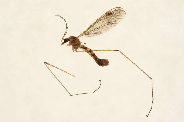 Image of Tipula (Schummelia) hermannia Alexander 1915