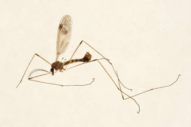 Image of Tipula (Schummelia) hermannia Alexander 1915