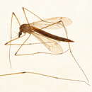 Image of Tipula (Triplicitipula) triplex Walker 1848
