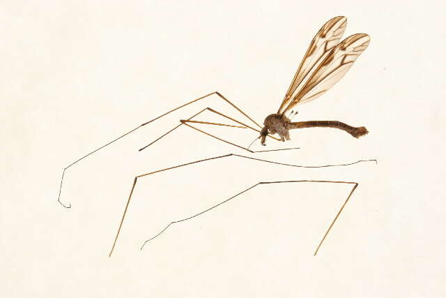 Image of Tipula (Yamatotipula) furca Walker 1848