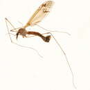 Image of Tipula (Lunatipula) hirsuta Doane 1901
