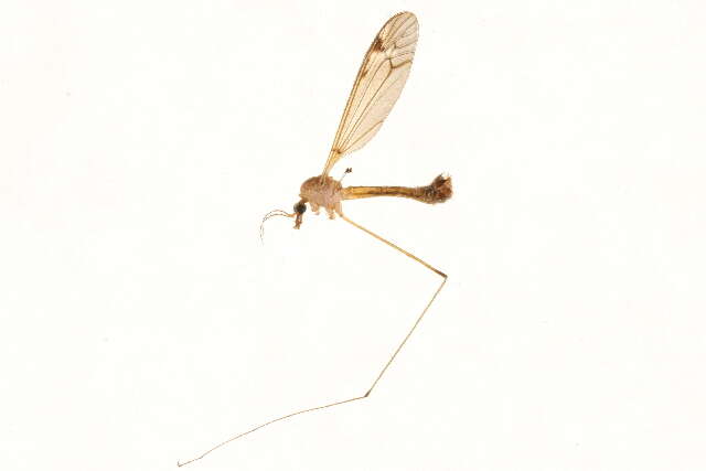 صورة Tipula (Lunatipula) submaculata Loew 1863