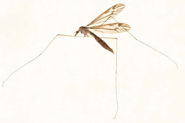 Image of Tipula (Yamatotipula) furca Walker 1848