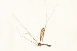 Image of Tipula (Yamatotipula) furca Walker 1848