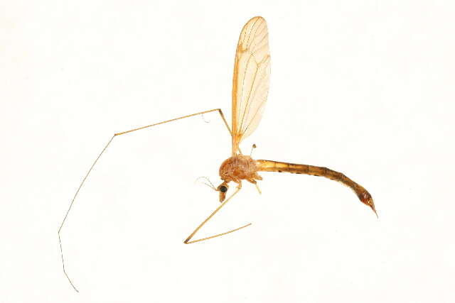 Image of Nephrotoma eucera (Loew 1863)