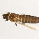 صورة Thrips physapus Linnaeus 1758