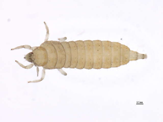 Image of Taeniothrips orionis Treherne 1924