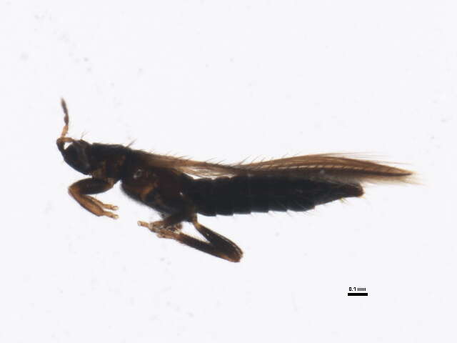 Image of Taeniothrips orionis Treherne 1924