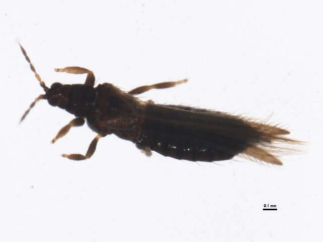 Image of Taeniothrips orionis Treherne 1924