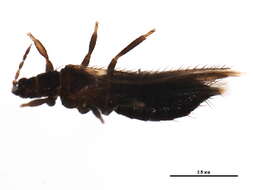 Image of Taeniothrips orionis Treherne 1924