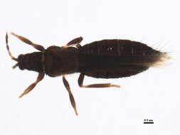 Image of Taeniothrips orionis Treherne 1924