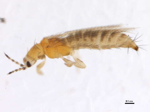 Image of Eastern Flower Thrips (Stannard, 1968)