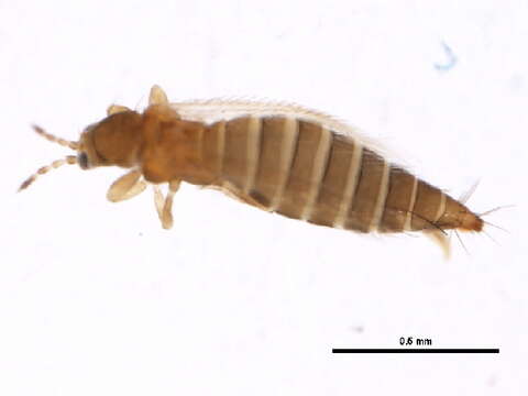 Image of Eastern Flower Thrips (Stannard, 1968)