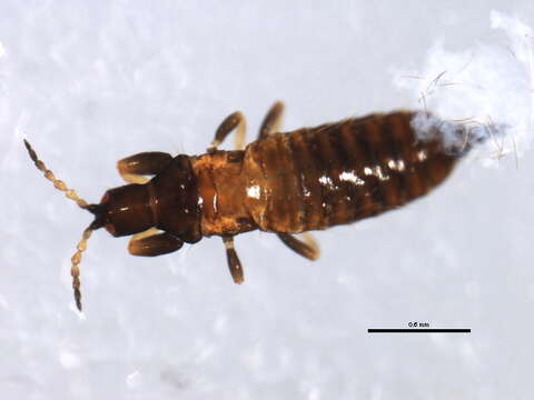 صورة Hoplothrips