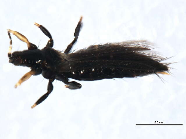 Image of Odontothrips biuncus John 1921