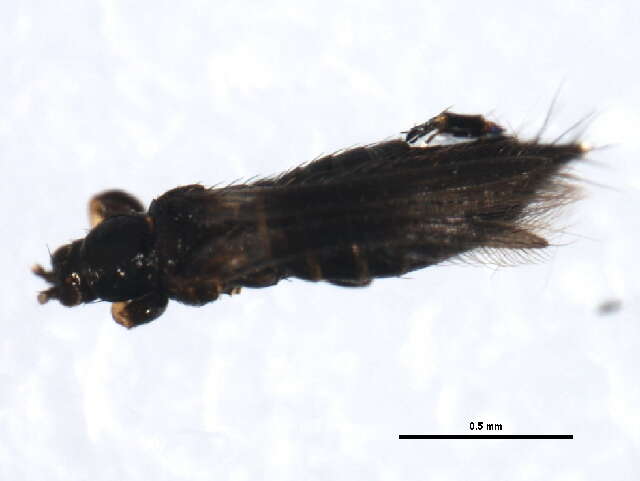 Image of Odontothrips biuncus John 1921