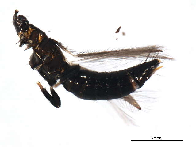 Image of Odontothrips biuncus John 1921