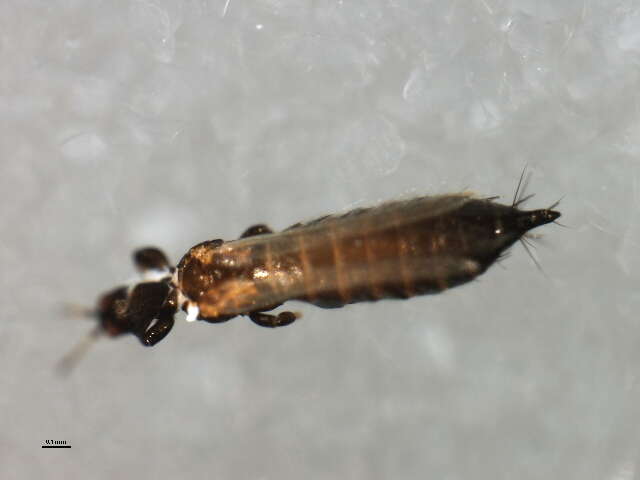 Limothrips resmi