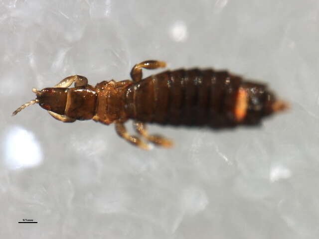 Limothrips resmi